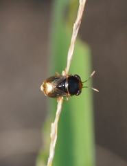 Geocoris ochropterus