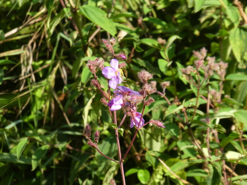 Osbeckia stellata, photograph 1