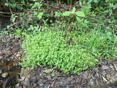 Sphaerocaryum malaccense