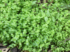 Sphaerocaryum malaccense