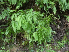 Dicranopteris pedata