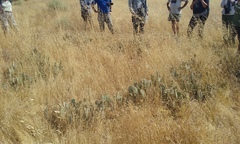 Opuntia basilaris treleasei