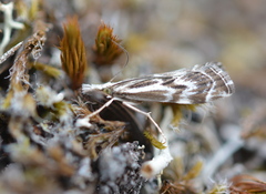 Catoptria oregonicus