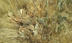 Opuntia basilaris treleasei