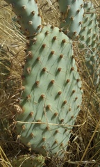 Opuntia basilaris treleasei
