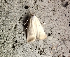 Calamotropha paludella