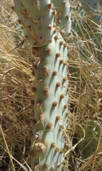 Opuntia basilaris treleasei