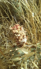 Opuntia basilaris treleasei