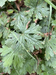 Geranium × oxonianum