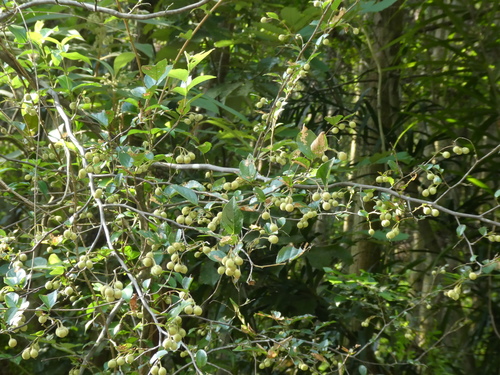 Styrax faberi