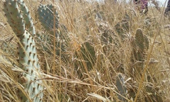 Opuntia basilaris treleasei