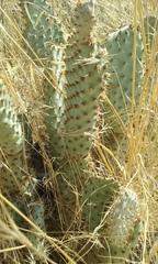 Opuntia basilaris treleasei