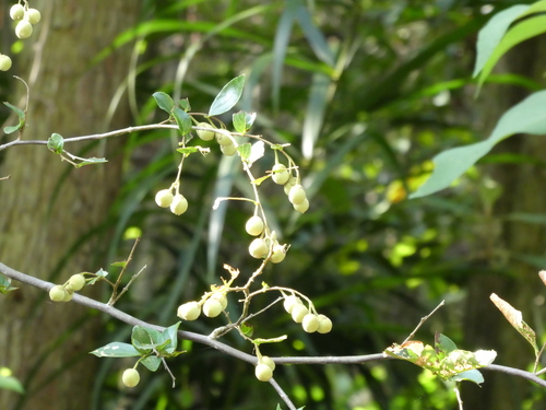 Styrax faberi, photograph 1