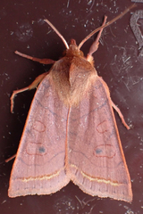 Epiglaea apiata