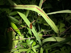 Ischnoptera bilunata