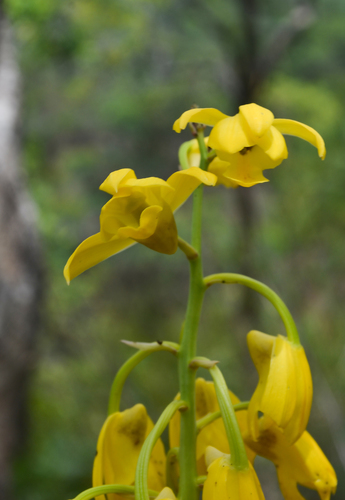 Yellow Eulophia (Eulophia flava)