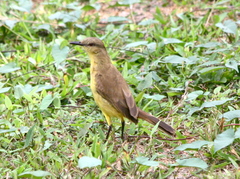 Cattle Tyrant photo 3