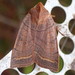 Epiglaea apiata - Photo (c) chris buelow, algunos derechos reservados (CC BY-NC), subido por chris buelow