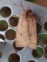 Epiglaea apiata