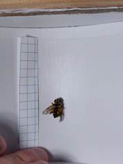 Myathropa florea