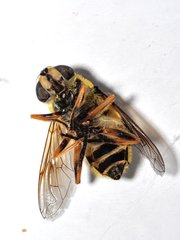 Myathropa florea