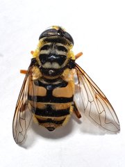 Myathropa florea