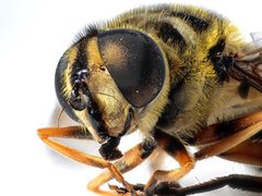 Myathropa florea