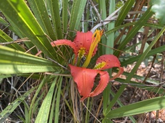 Lilium catesbaei image