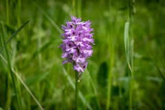 Neotinea tridentata tridentata