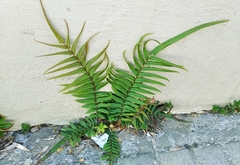Pteris vittata