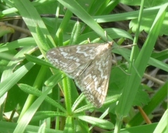 Evergestis frumentalis