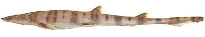 Rusty Catshark