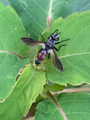 Cylindromyia bicolor