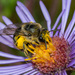 Colletes compactus compactus - Photo (c) bob15noble, some rights reserved (CC BY-NC)