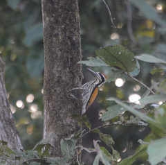 Chrysocolaptes festivus