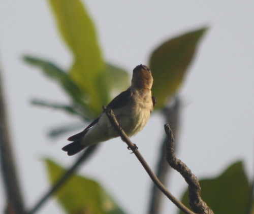 Stelgidopteryx ruficollis