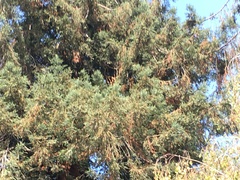Sequoia sempervirens