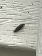 Dahlica triquetrella