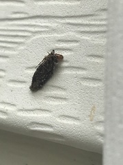 Dahlica triquetrella