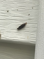 Dahlica triquetrella