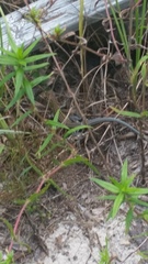 Aspidoscelis sexlineatus