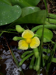 Limnocharis flava