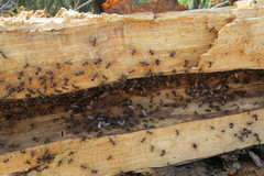 Camponotus rubrithorax