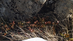 Gaultheria colensoi