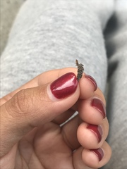 Dahlica triquetrella