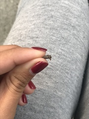 Dahlica triquetrella