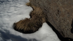 Rytidosperma setifolium