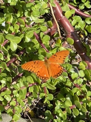 Dione vanillae