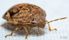 Diolcus chrysorrhoeus