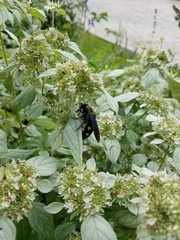 Pygodasis quadrimaculata